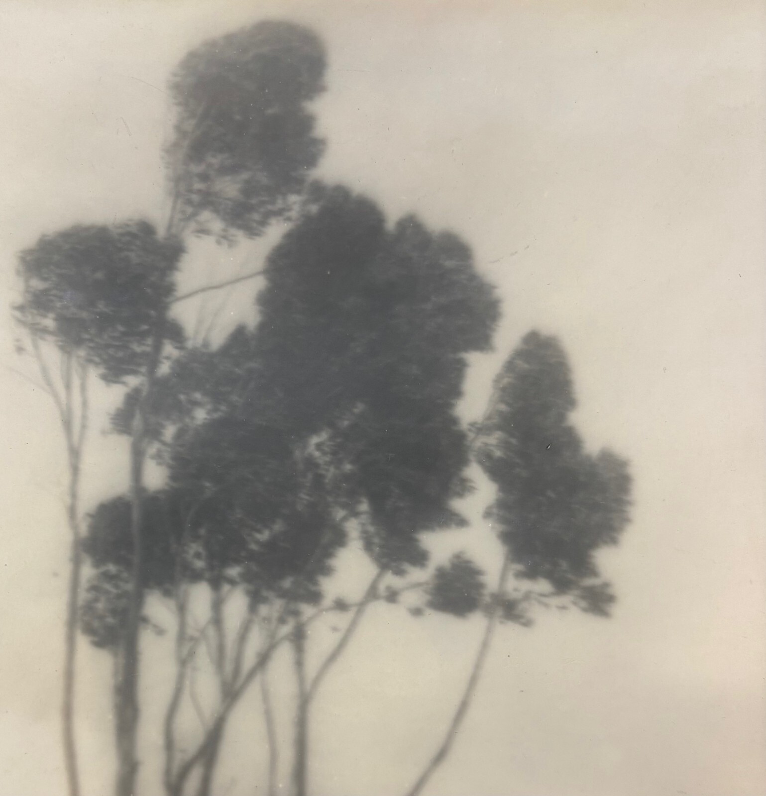 Original 1920 LEOPOLD HUGO ‘Stand of Trees’ CALIFORNIA Pictorialism PHOTOGRAPH