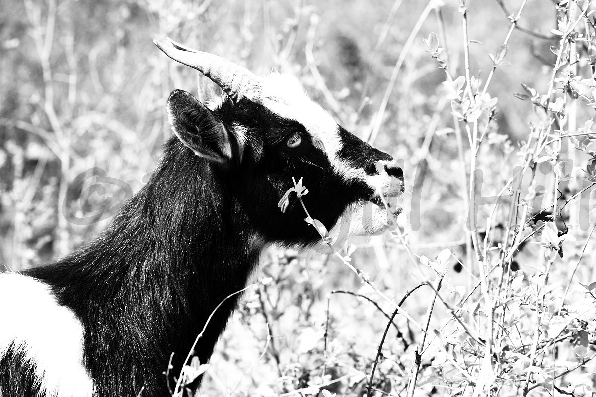 B&W Fine Art Archival Giclee Print : Nigerian Dwarf Goat Profile Mouth Open