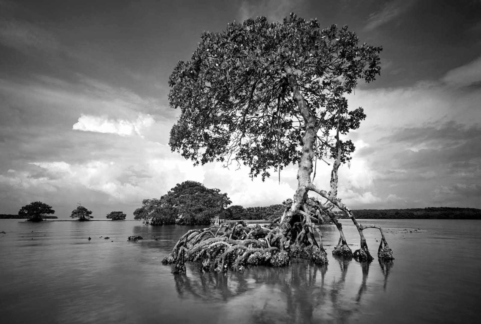 Clyde Butcher Gaskin Bay Everglades National Park Florida 22×34