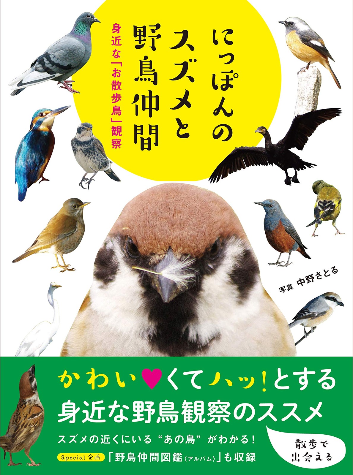 Sparrows and Wild Birds of Japan: Nature Photography