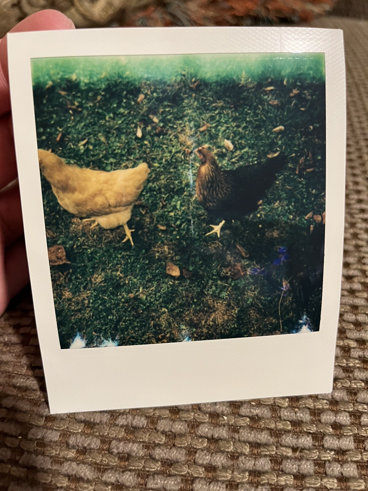 Two Chickens In A Yard Doing Chicken Things Polaroid Picture – OOAK