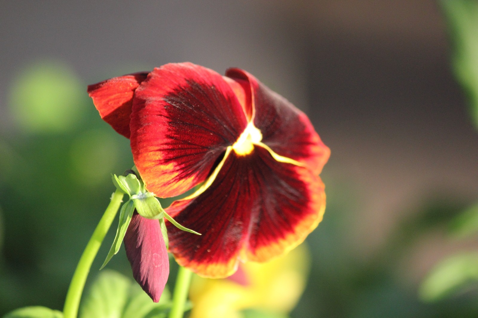 Pansy Flower Digital Background | Red & Yellow Floral Macro | High‑Res- 000