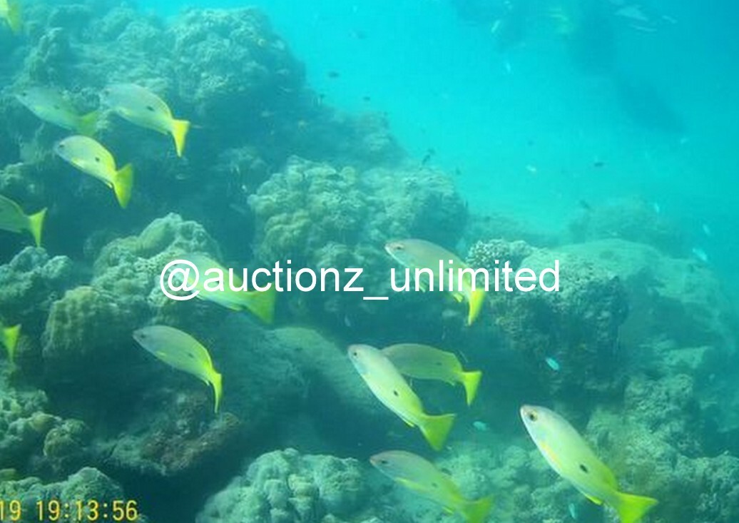 Digital Image Picture Photo Pic Andaman India underwater coral life scuba AND098