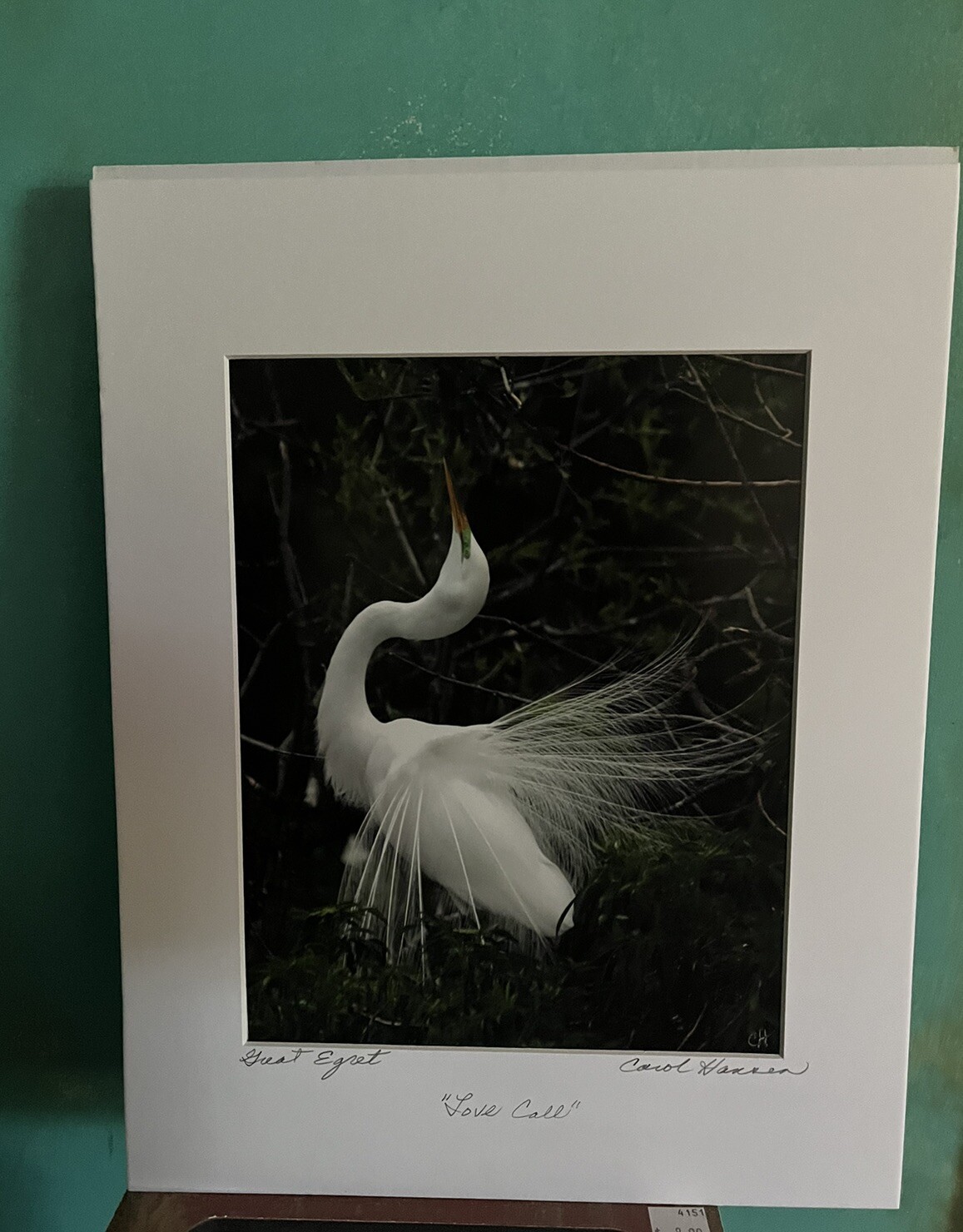 Great Egret Bird photos (2) Matted Signed