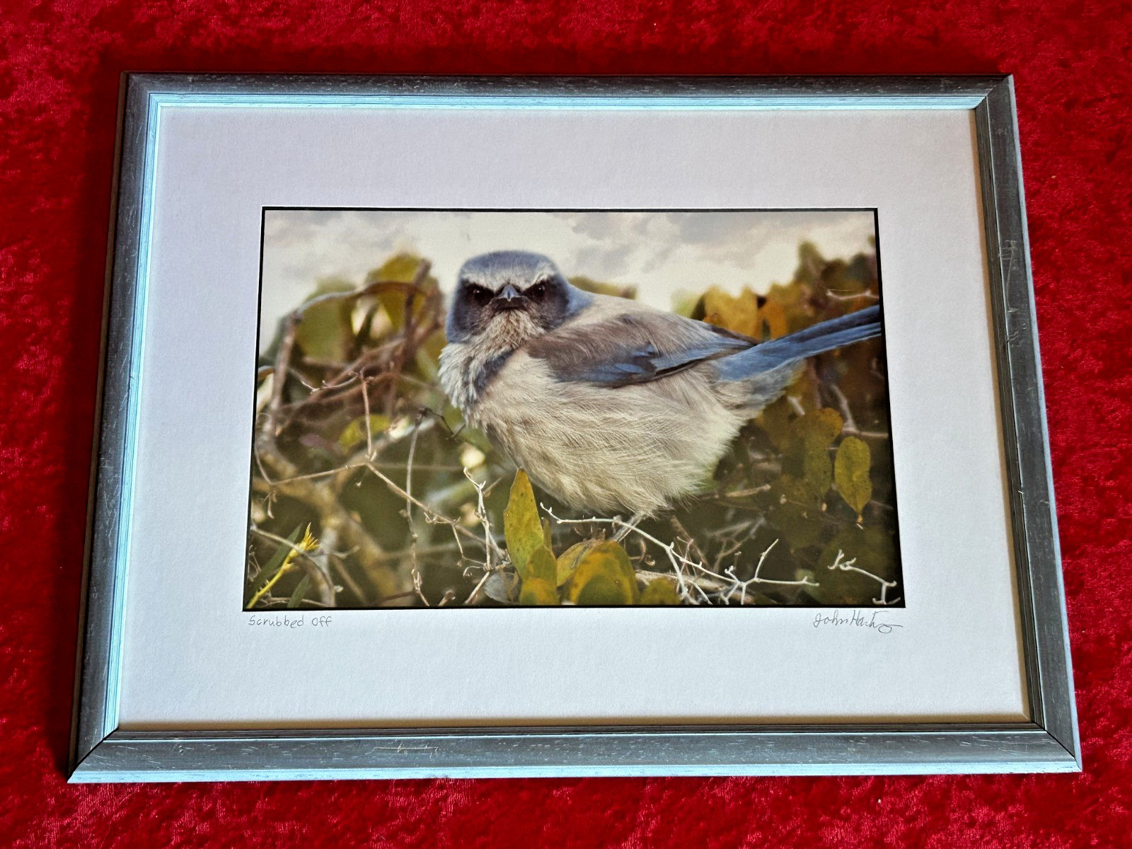 Framed Signed Numbered Wildlife Photographic Print John Hartung “Scrubbed Off”