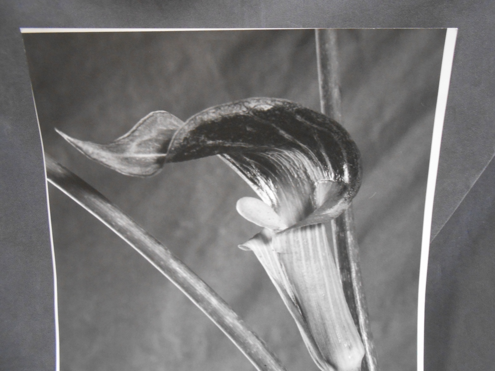 Vintage Botanical Plant Flower Bud Still Life Art Photograph Photo Picture (#4)
