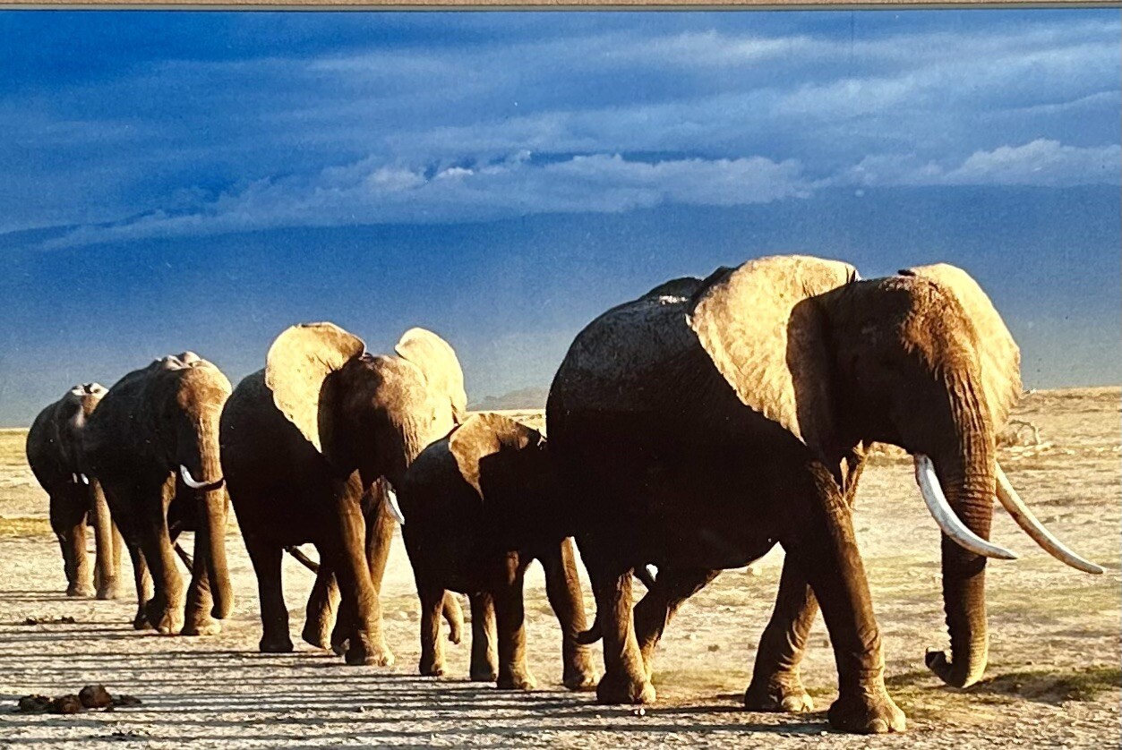 Thomas D. Mangelsen’s “The Long Journey” Limited Edition Signed Photo #293/1200