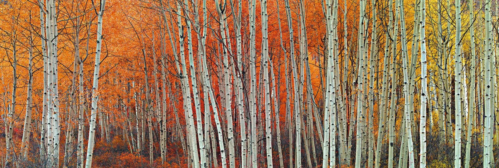 Peter Lik “Harmony” Aspen Trees Photograph 253/950