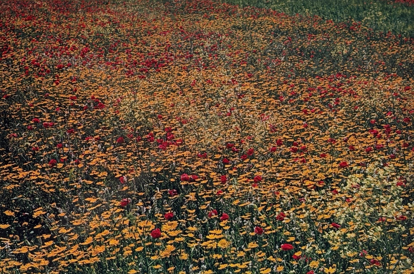 Ernst Haas “Flowers” Photograph
