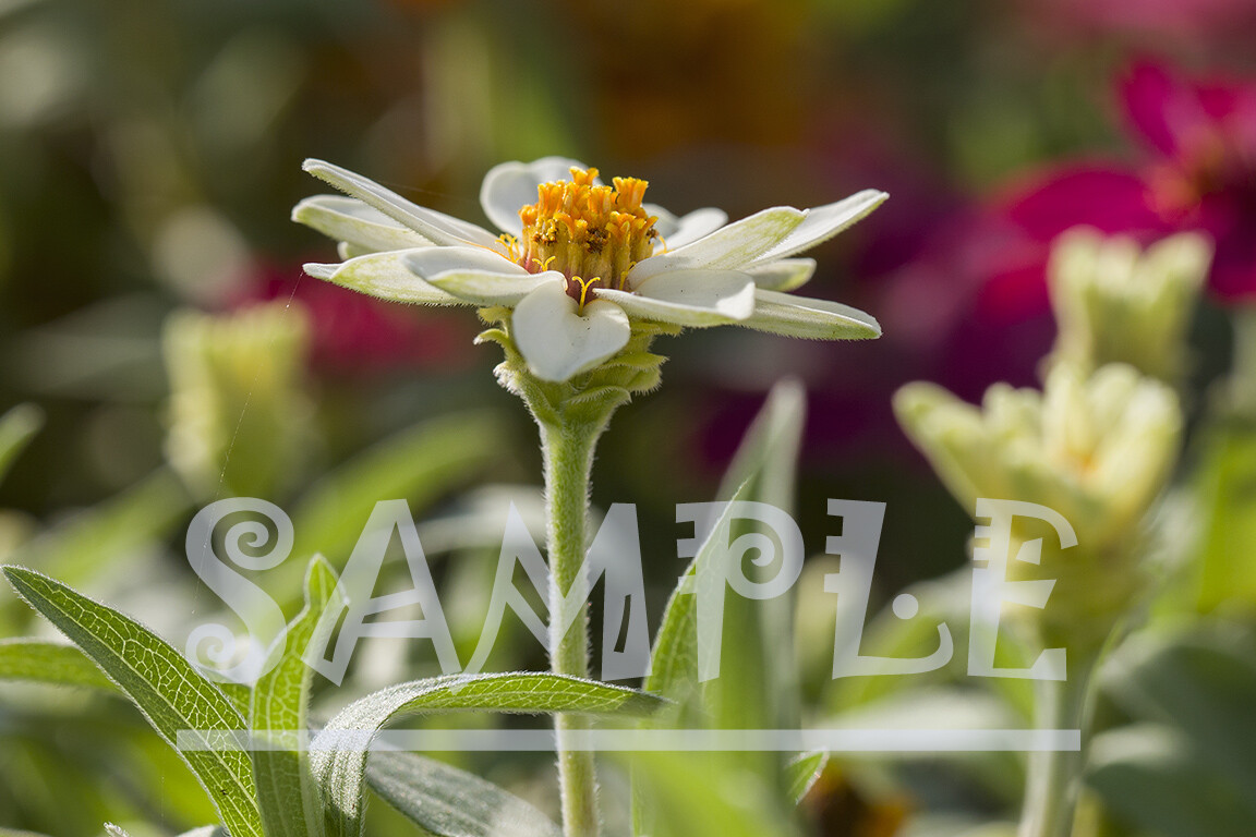 White flower garden sunlight Mediterranean Nature Picture Photo Photograph Print
