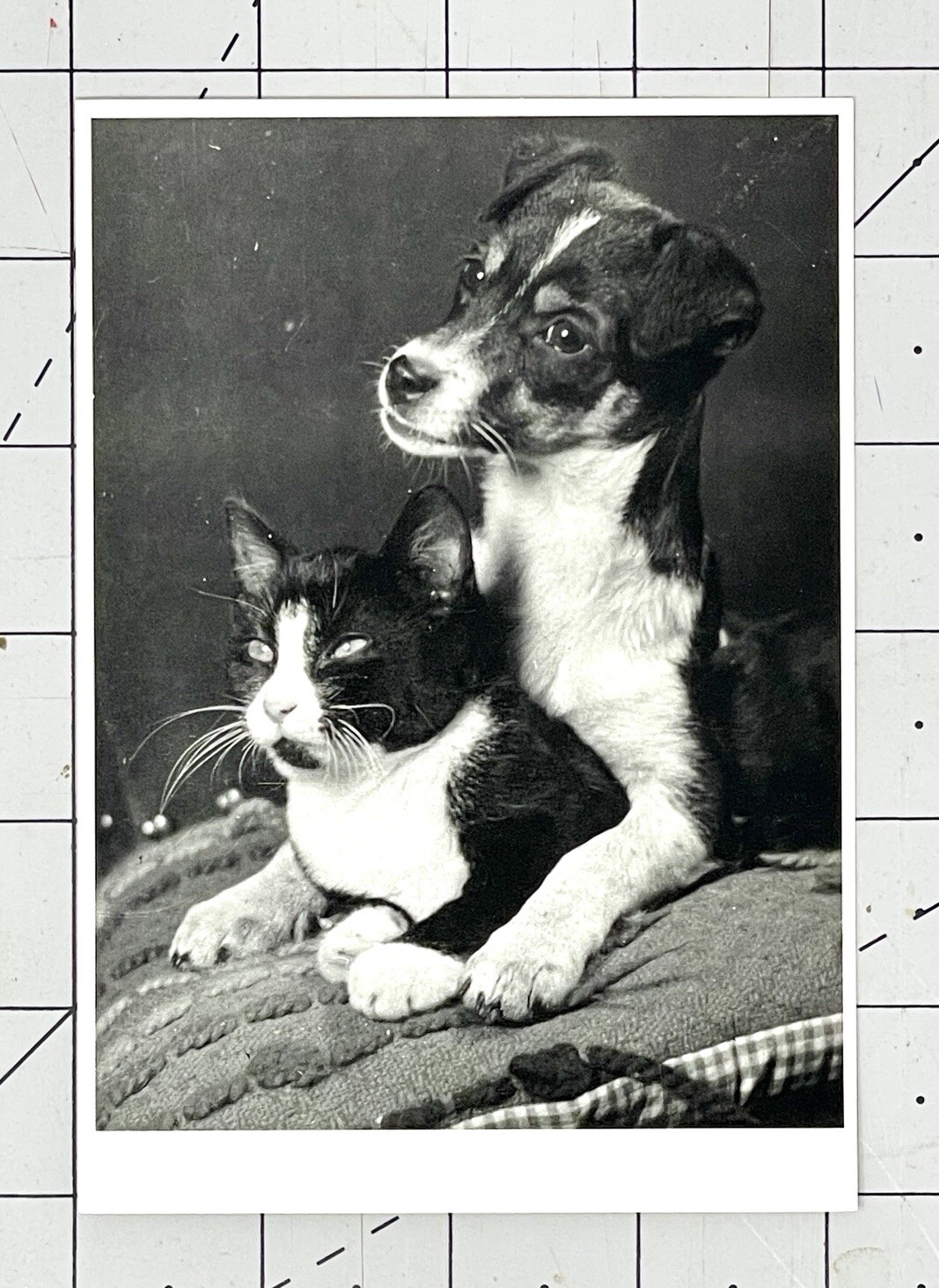 Sem Presser (1917-1986) Art Photo Print Card 1989 – Puppy & Tuxedo Cat Kitten
