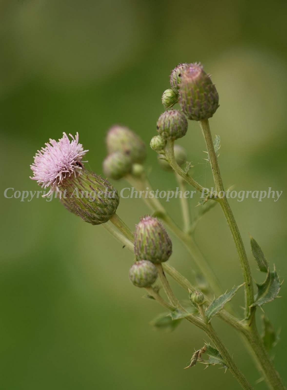 Original ACEO photo fine art print 2.5 x 3.5 inch WILD THISTLE wildflower flower