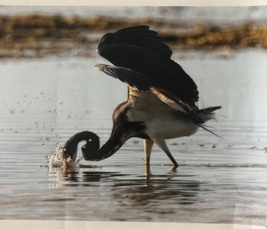 Photograph of Carlos Otero “Lavado Matutino”, 2002. Original signed. Cuban Art