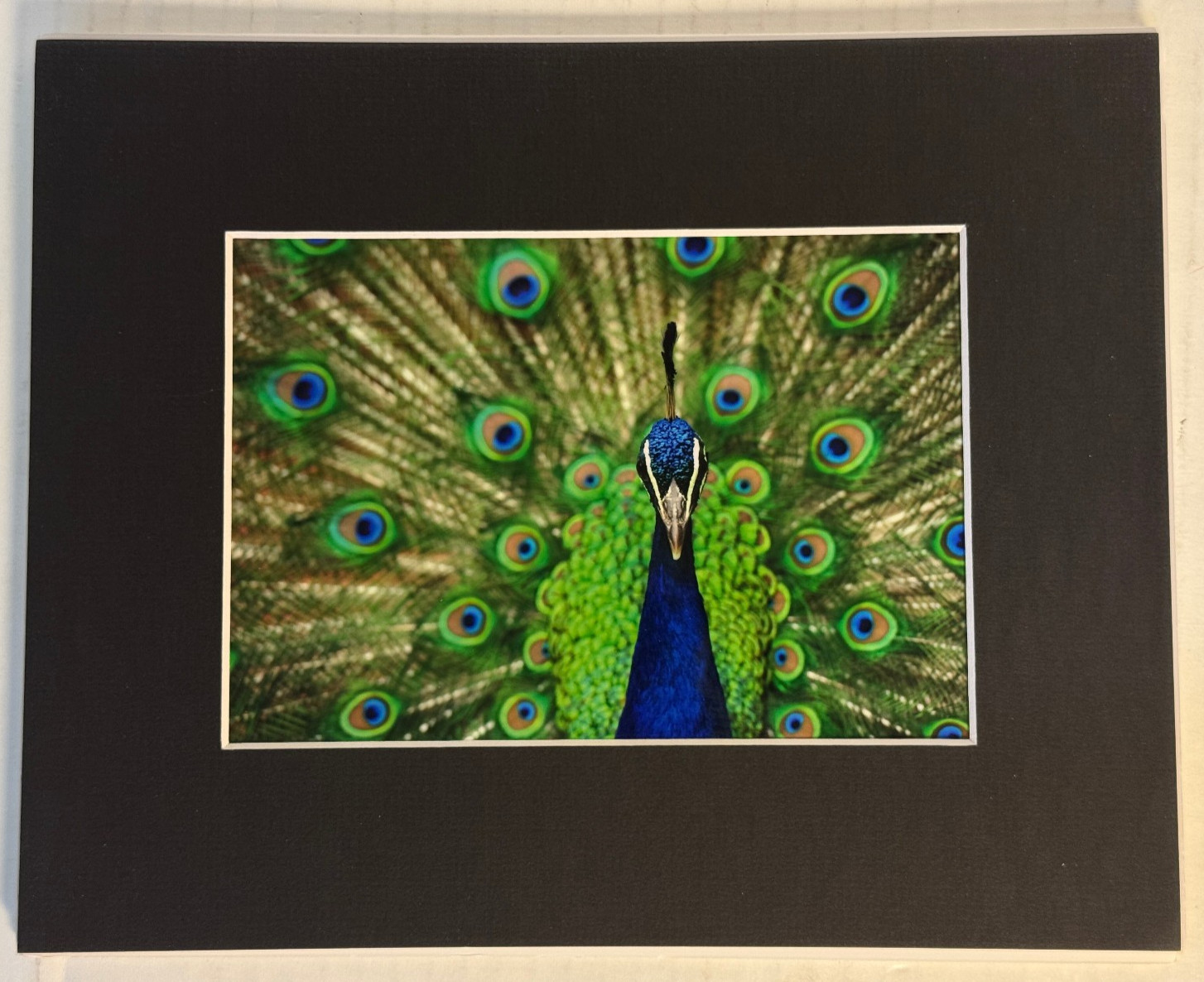 Peacock Feathers Close Up Photograph Print Small blk Matted 10×8 Wall Art Signed
