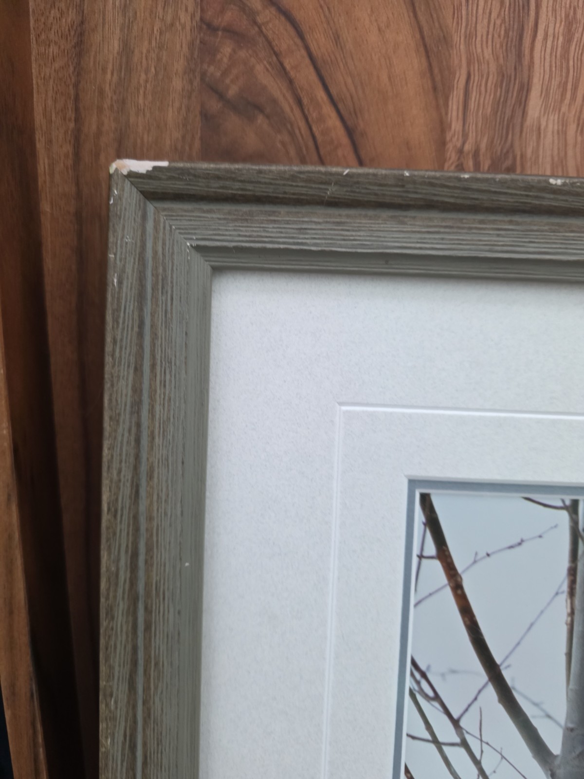 Thomas Mangelsen – Ermine in Trees (Signed 1999) 10×14 Framed
