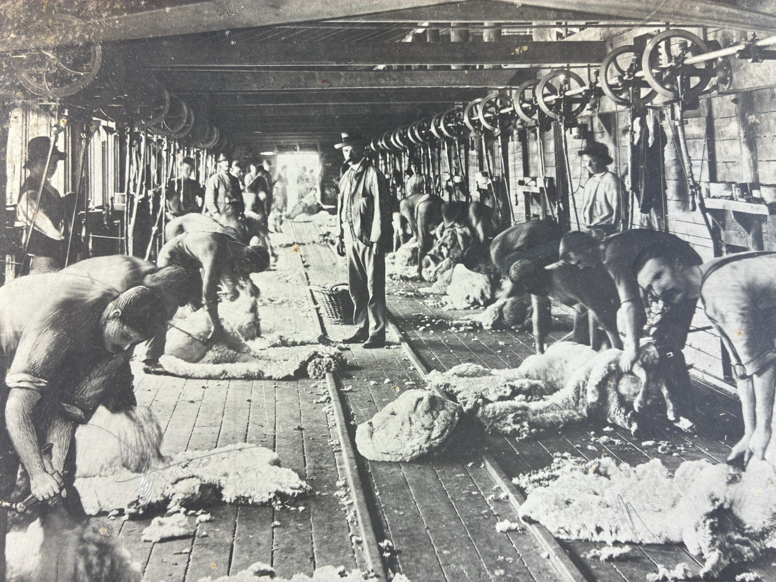 ANTIQUE AGRICULTURAL SHEARING SHEEP.SOUTH WALES, AUSTRALIA. TONED SILVER PRINT.