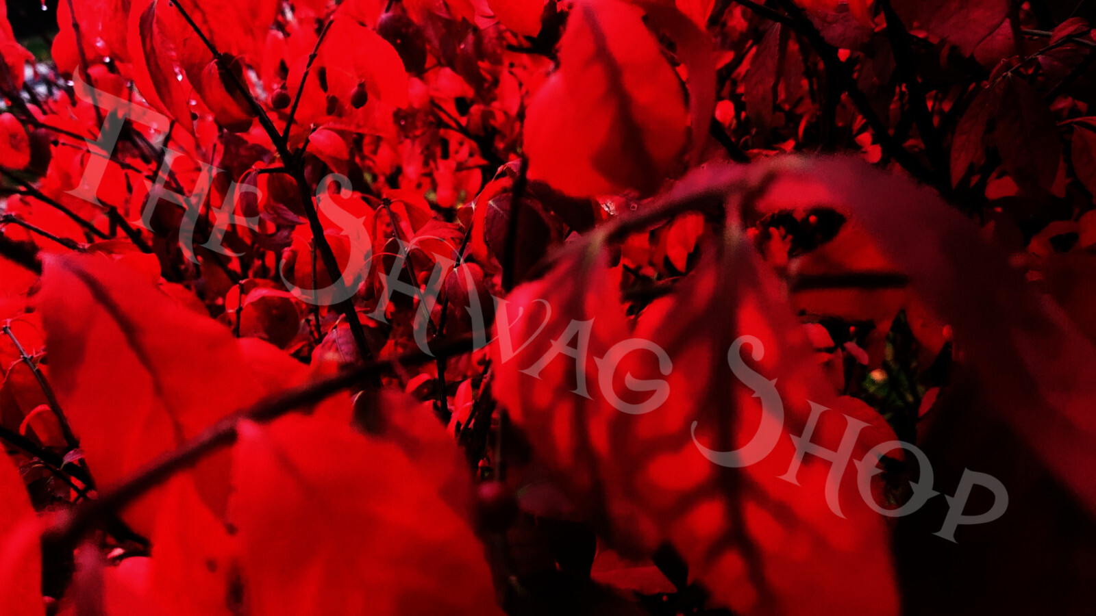 Red Fall Background Art 1920 x 1080 pixels