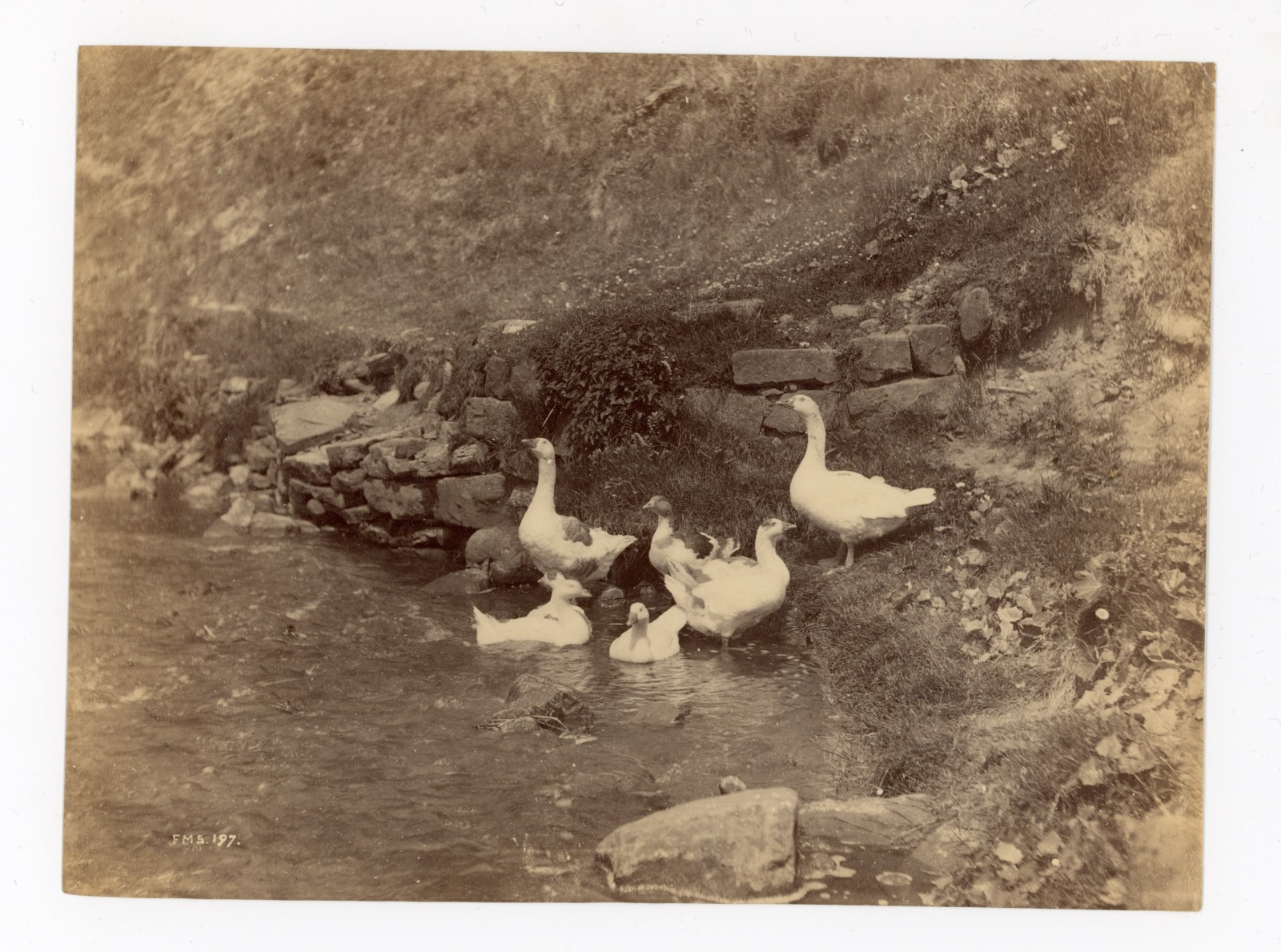 Frank Meadow Sutcliffe Whitby England Albumen Photo British Master Ducks