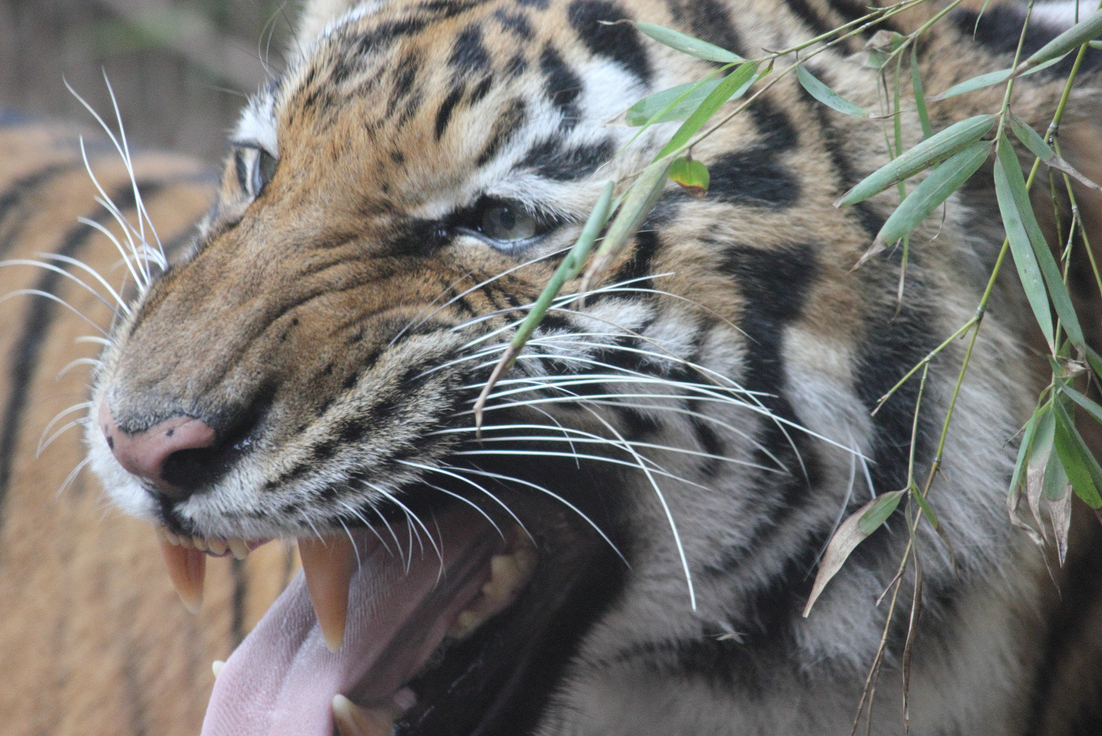 Bengal Tiger Background | Wildlife Portrait Photo | High‑Res – 003
