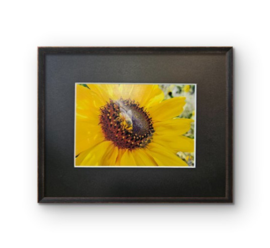 Honey Bee Sunflower Fine Art Photography – 5×7 Matted Nature Print by Audra Dean