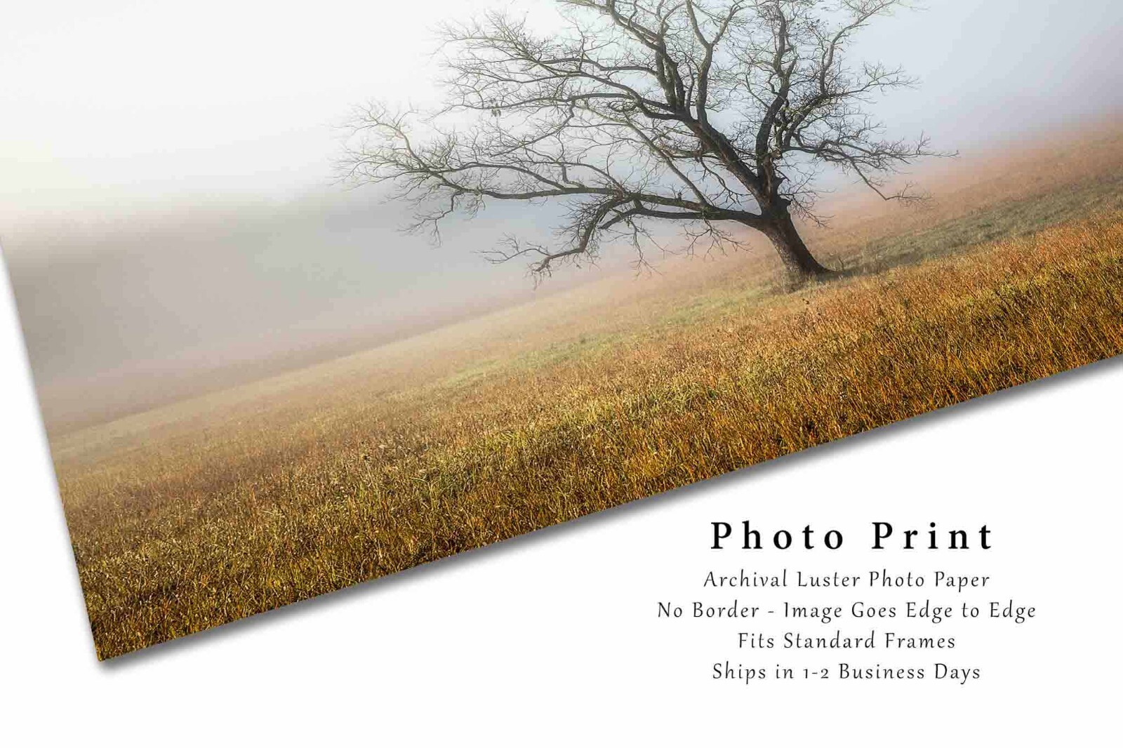 Great Smoky Mountains Photography Print: Tennessee Tree Fog Nature Smokies Photo