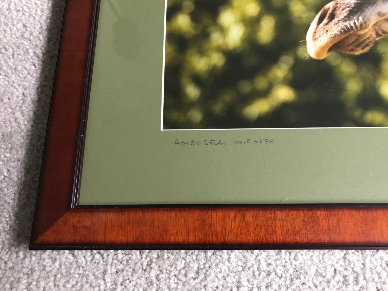 Professionally Framed & Matted: Amboselli National Park Giraffe