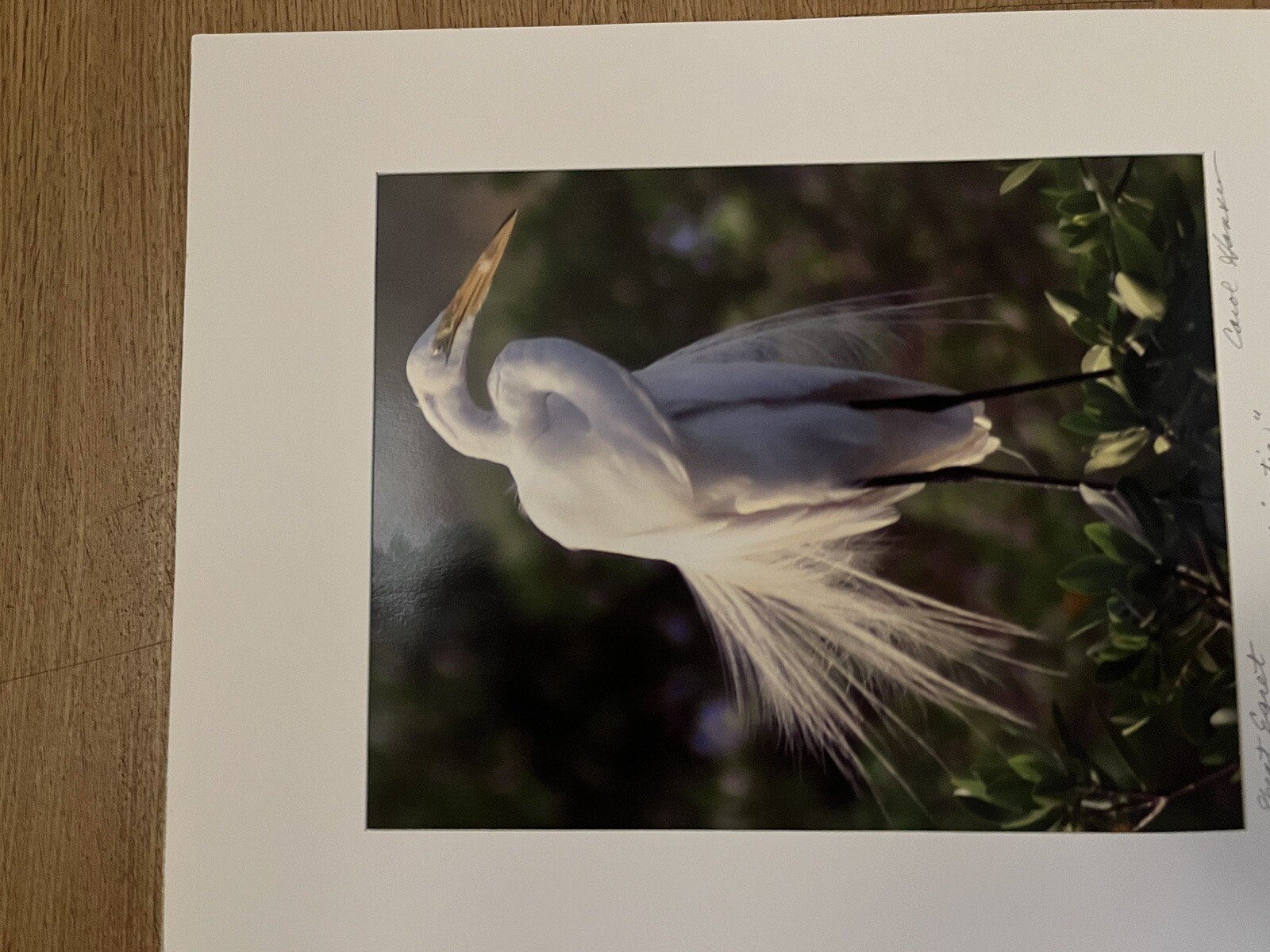 Great Egret Bird photos (2) Matted Signed