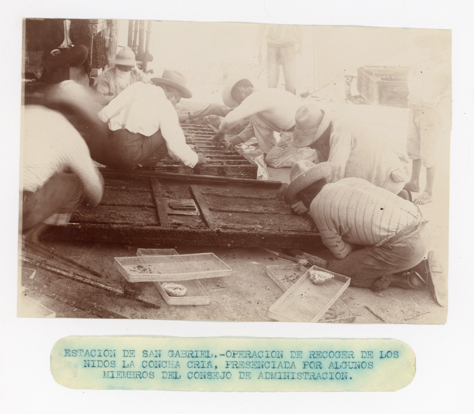 Oyster Bivalve Latin America San Gabriel Mexico Bromide Photo 1895