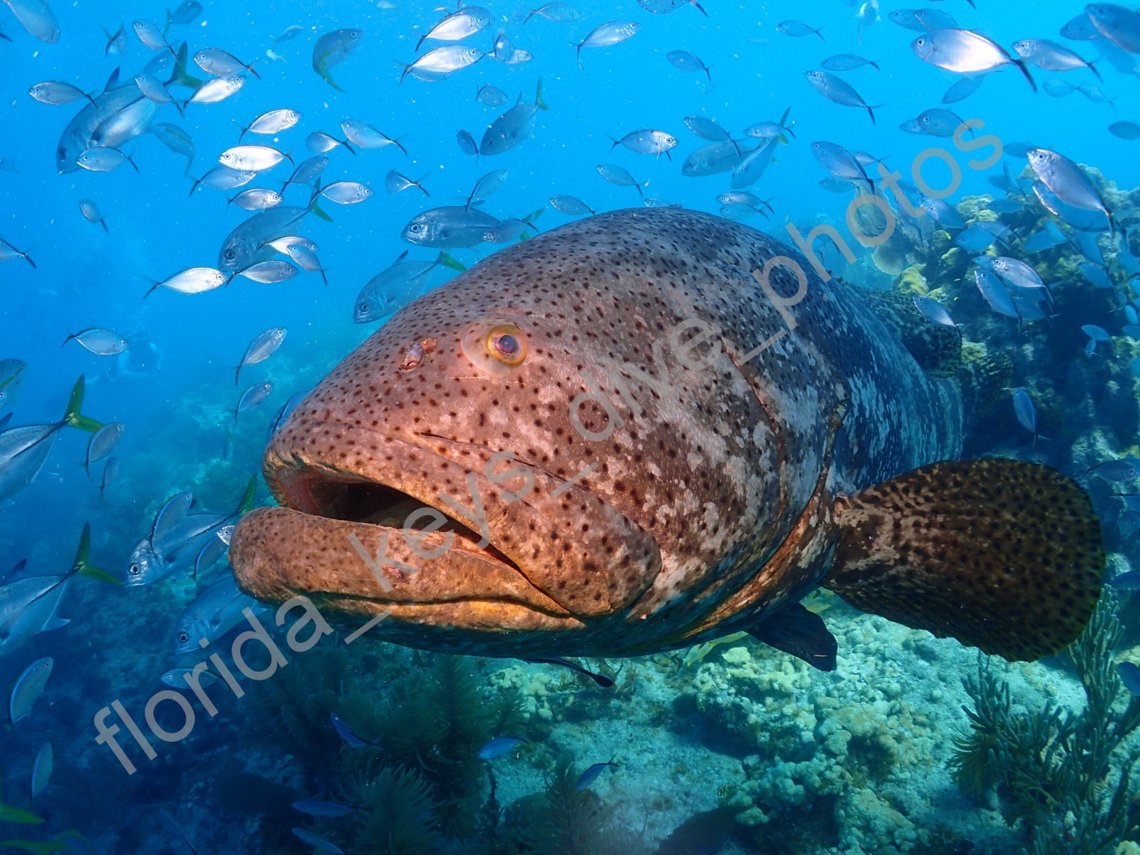 Digital Desktop Wallpaper Giant Goliath Grouper Key West Florida
