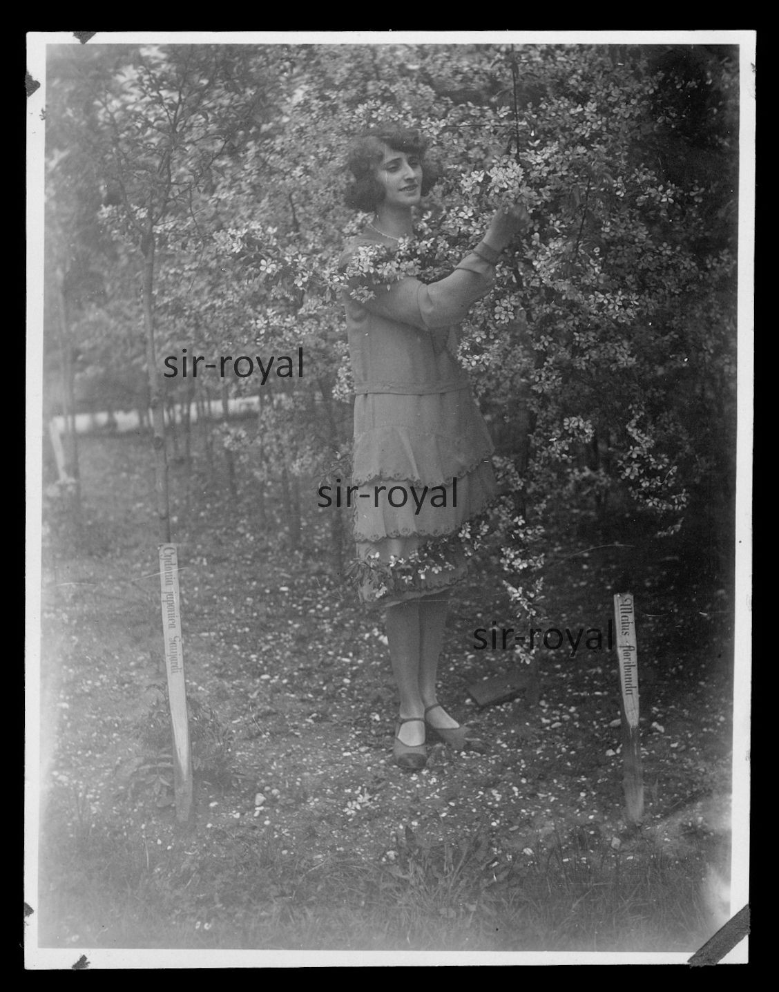 Mrs. Goldi c1930 next to Malus floribunda tree – 1920s 1930s – photo 9x12cm