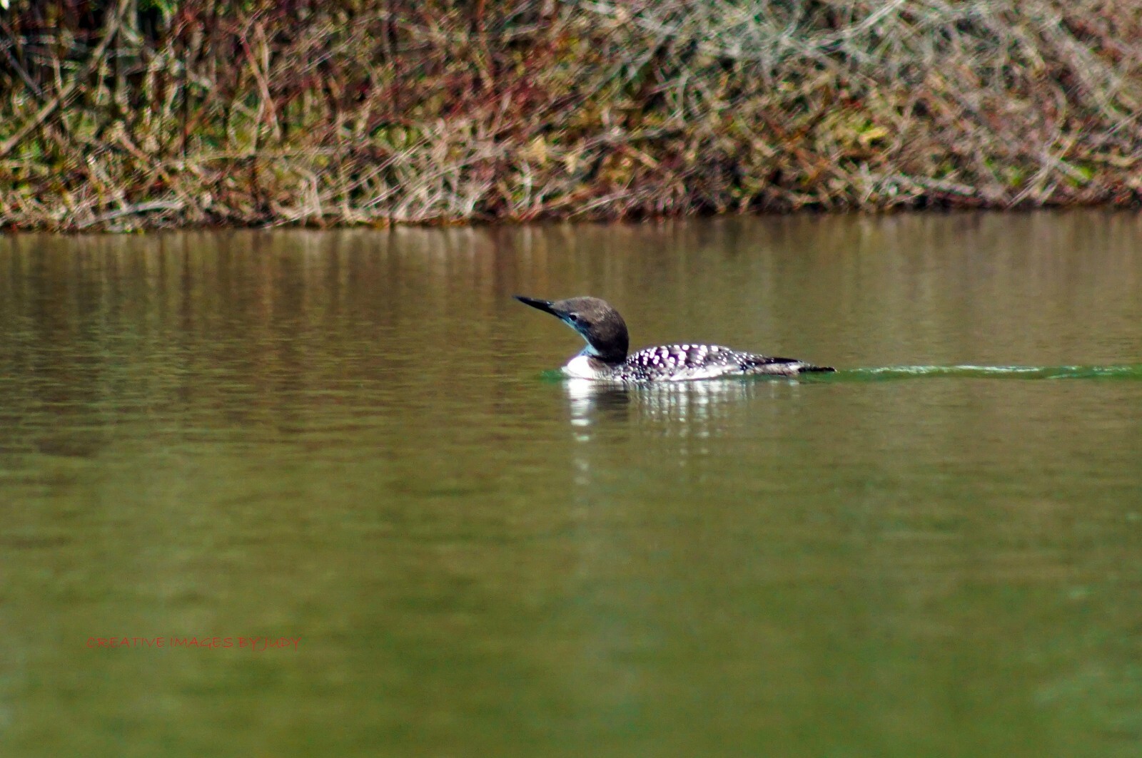 “Wow ! That Crack Felt Good” Common Loon Wall Art