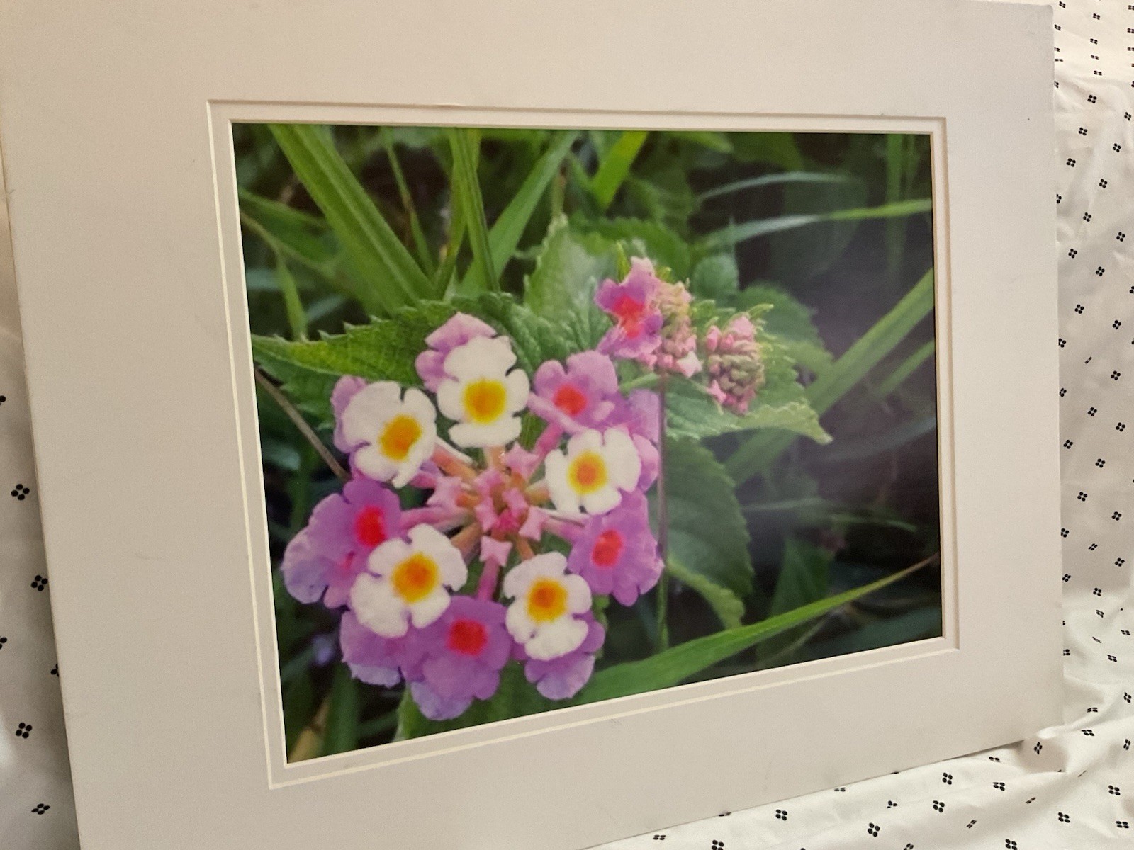 Art Photography : Lantana Flowers