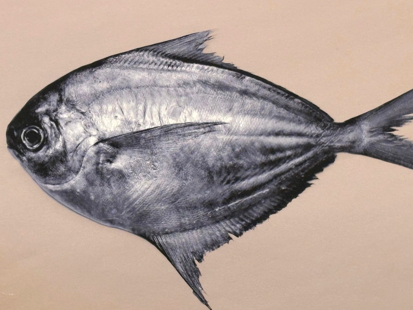 Fish on Tan Background Archival Digital Pigment Print Photograph-Mark Bugzester