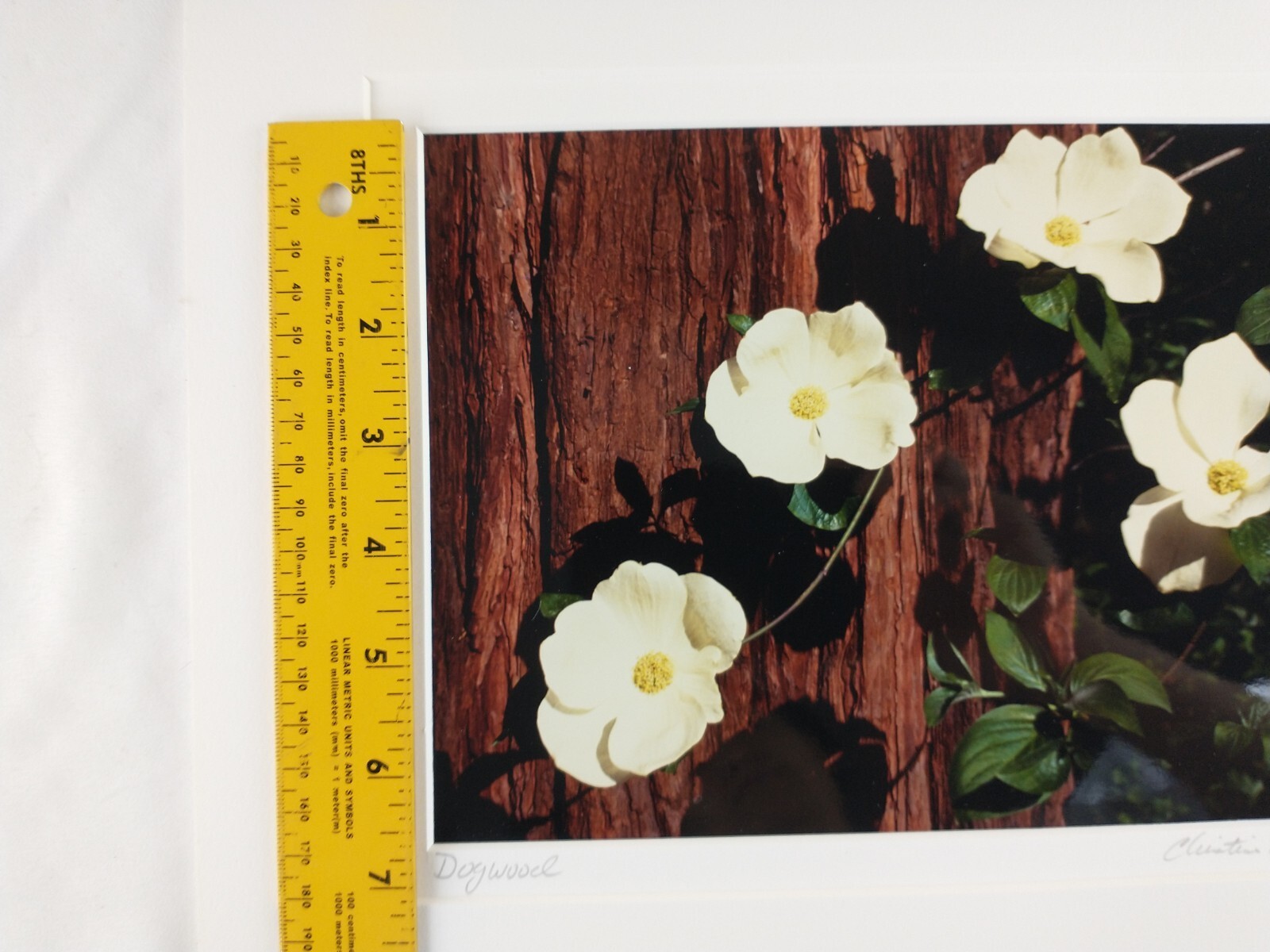 Signed Christine Loberg Dogwood Redwood Tree Photo Print Framed w/ Dedication