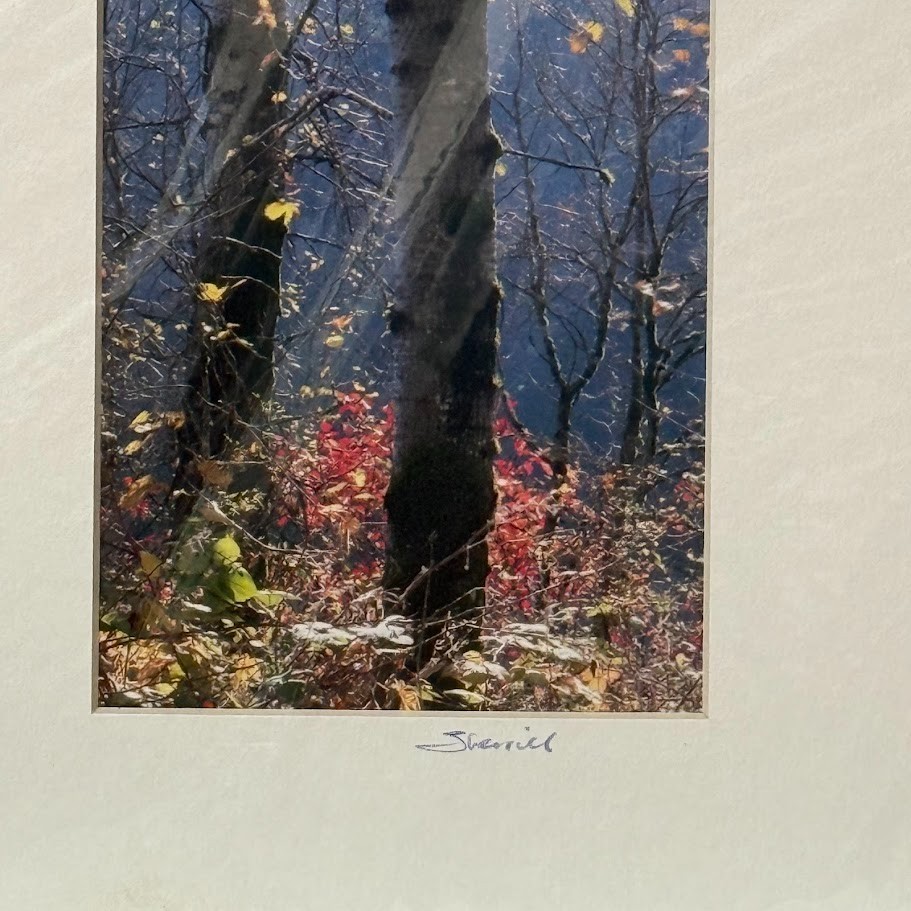 Signed Sherrill Photo Fall Color Aspen Trees – CHOOSE MAT COLOR – Rooster Rock