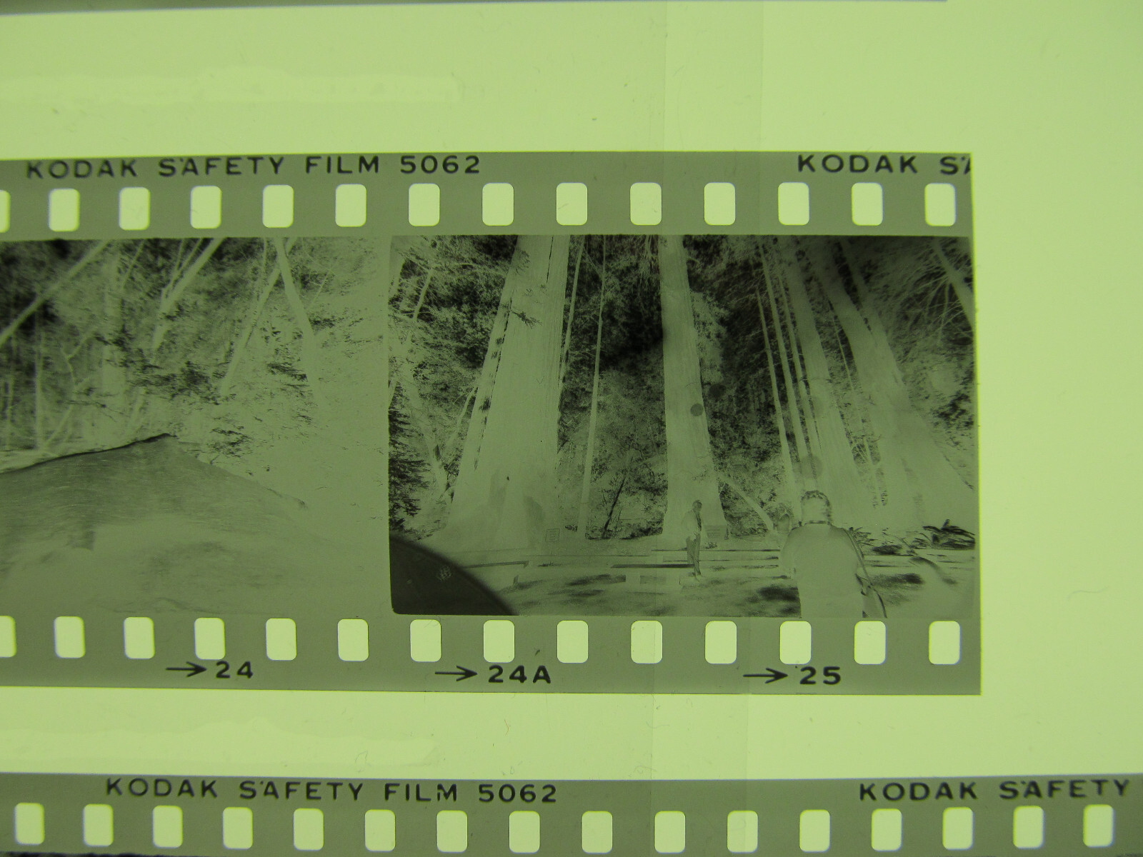 World’s Tallest Tree USA 1981 Wilfried Bauer Photographer 7 x Negative Stripes