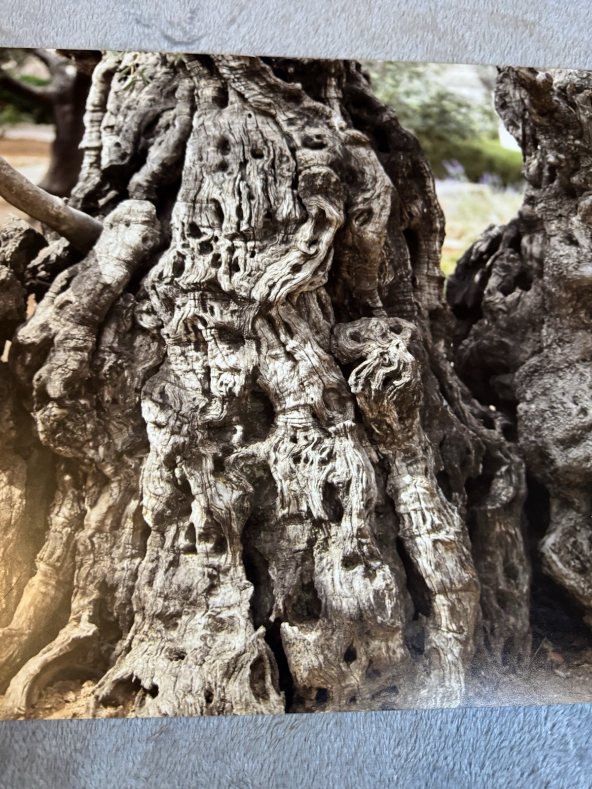 Fine Art Olive Tree Photography on Glass | Fotoflot Wall Art | 22×15