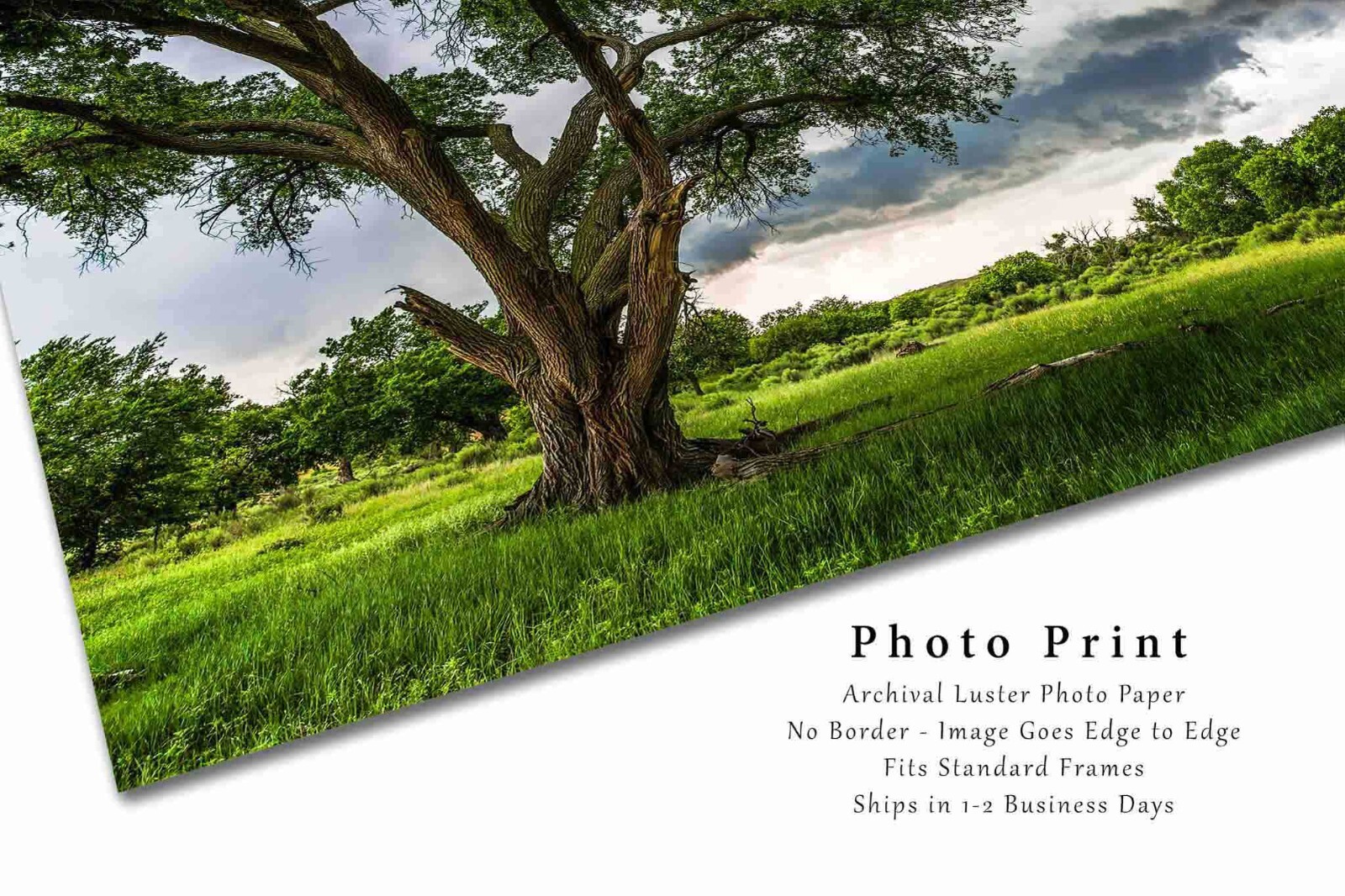 Nature Photography Print – Large Cottonwood Tree and Storm in Texas