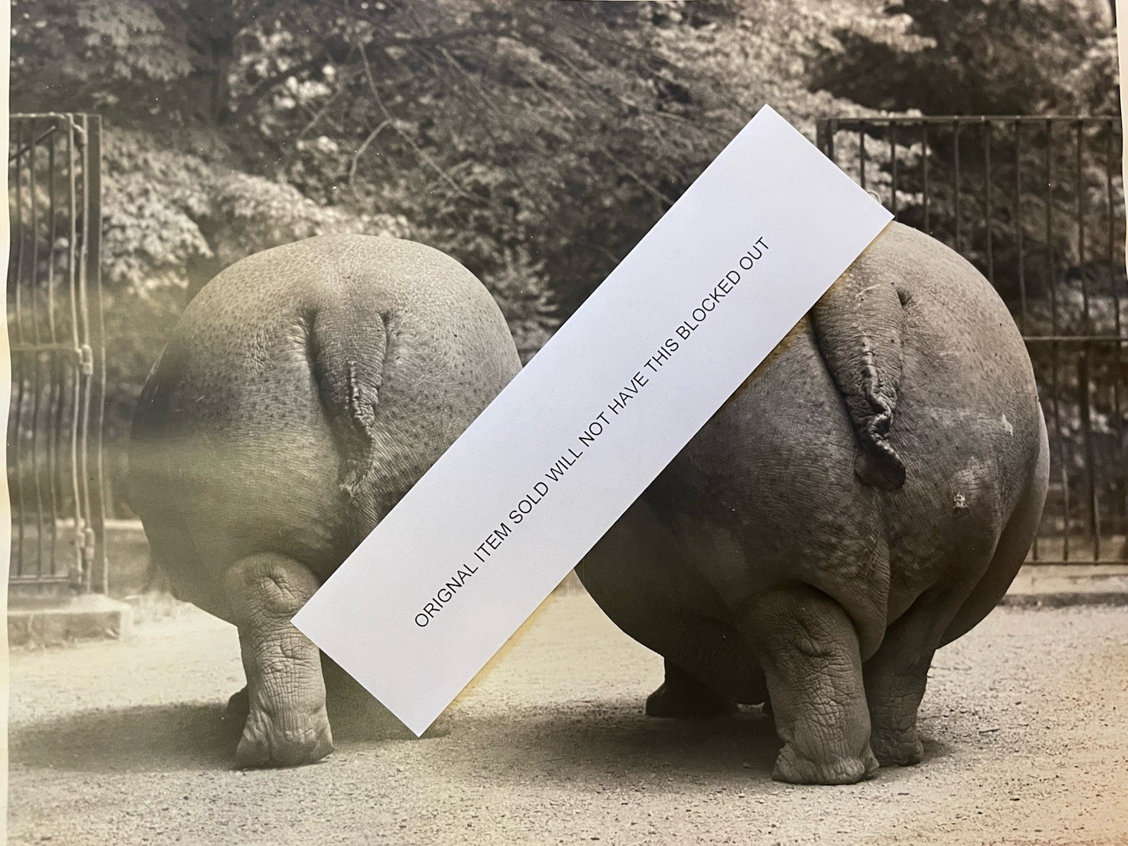 1967 BW PHOTOGRAPH PRINT NY ZOO HIPPO MOTHER AND CALF REAR END – FRAMED VINTAGE