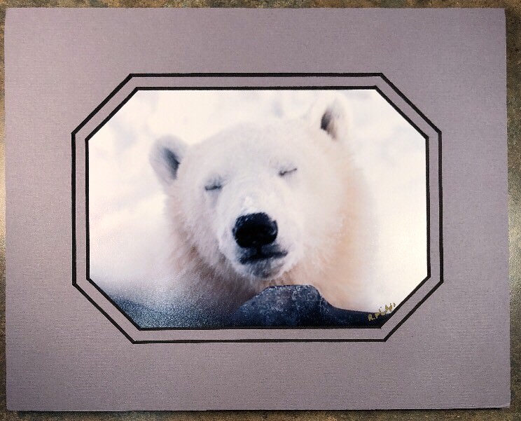 Polar Bear Photograph Matted Signed By Photographer Rosalind Philips 8 X 10”