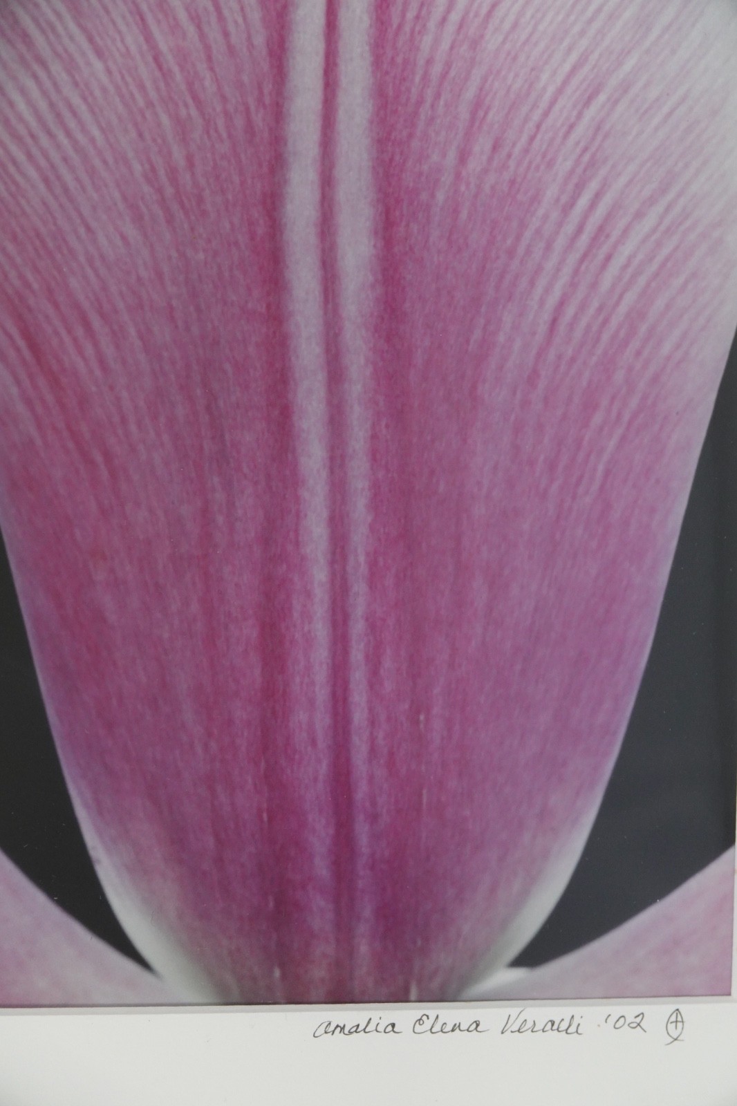 ARTIST PHOTOGRAPHER SIGNED AMALIA ELENA VERALLI PHOTO BOTANICAL TULIP PETAL 2002
