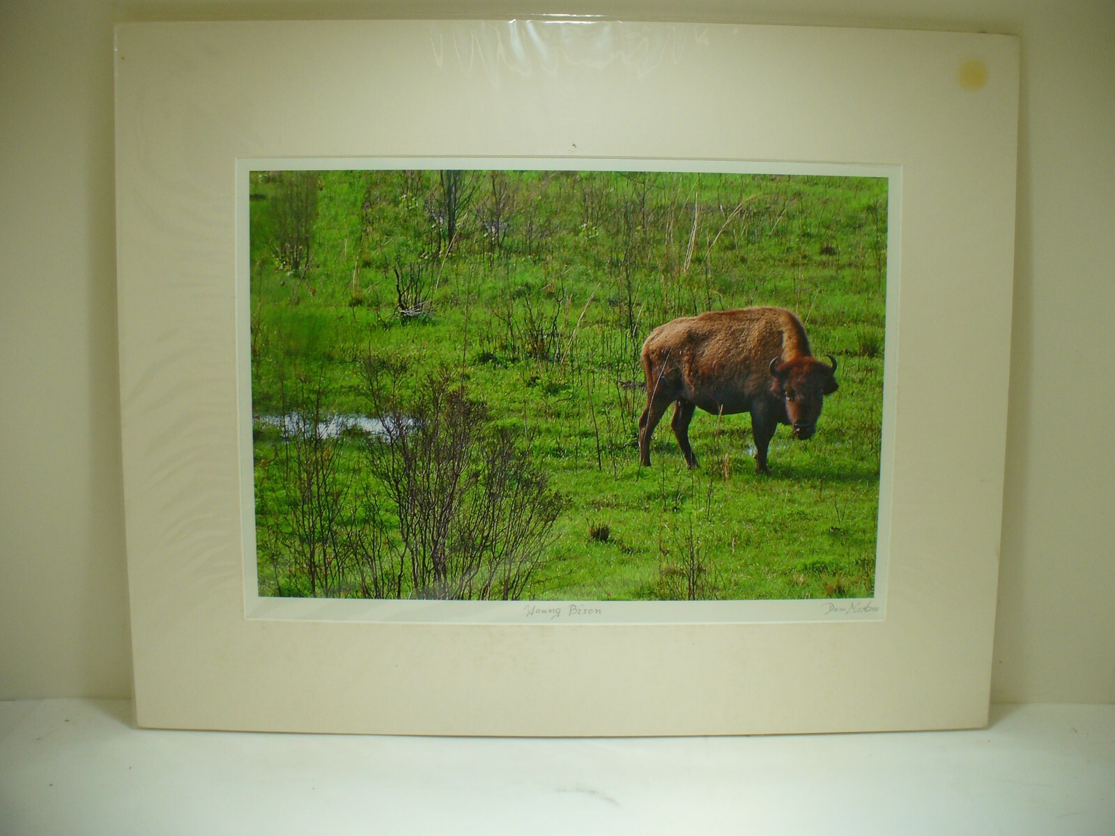 MATTED PHOTOGRAPHY Young Bison By Dom Martino 20x16in Color Landscape