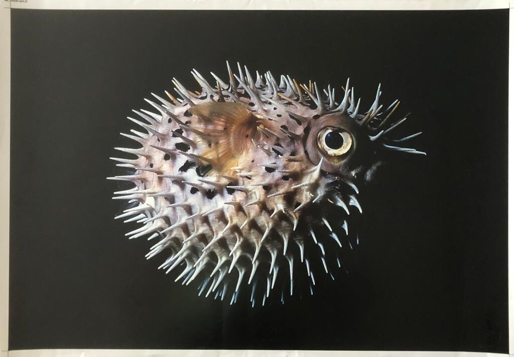 Photograph of Carlos Otero “Bad Character”, 2002. Original signed