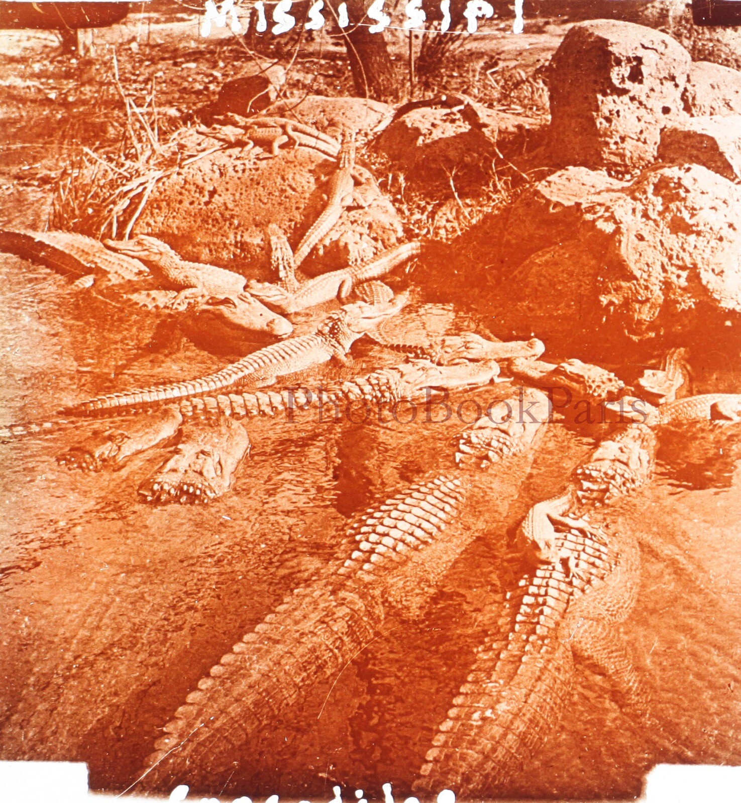 USA Mississippi Crocodiles C1920 Photo Glass Plate Vintage V28L21N5