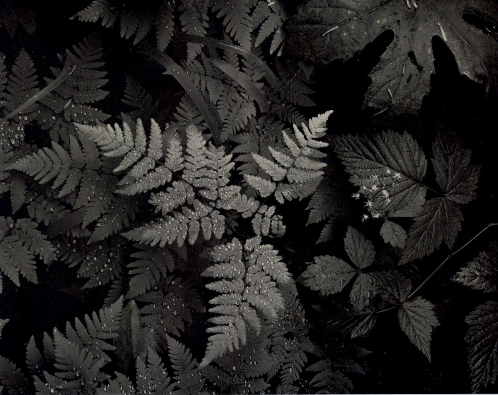 1950 Ansel Adams Forest Fern Dewdrop Mt Rainier National Park Art Photo Gravure