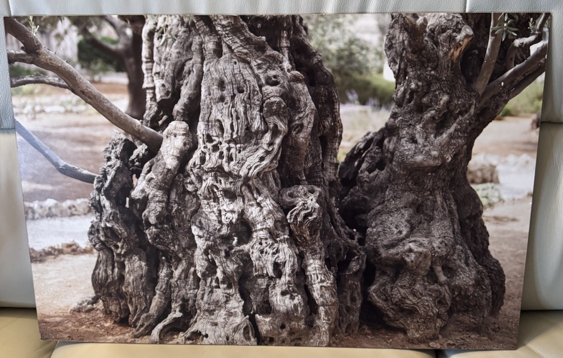 Fine Art Olive Tree Photography on Glass | Fotoflot Wall Art | 22×15