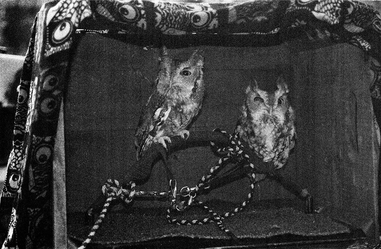 “Edu Owls”, 8″ x 10” film photography artwork by Melanie Gonzalez, 2024 – 26
