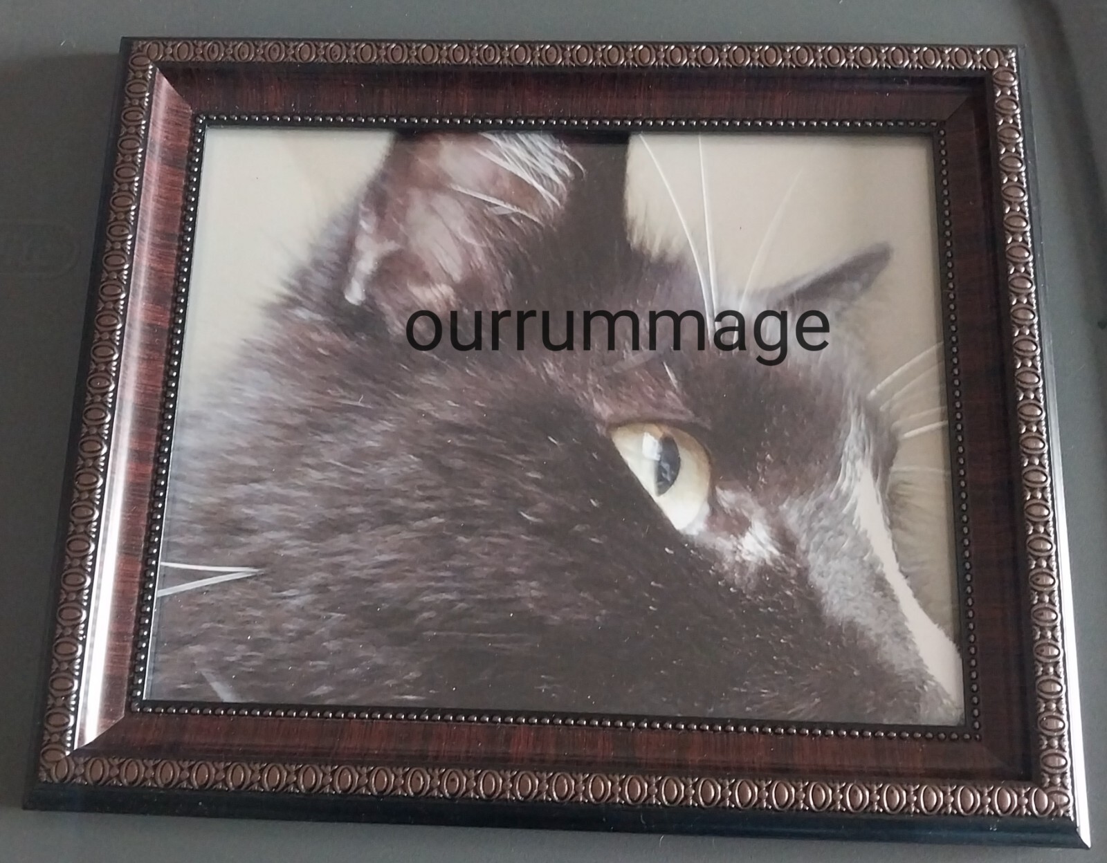 Photography Of My Cat