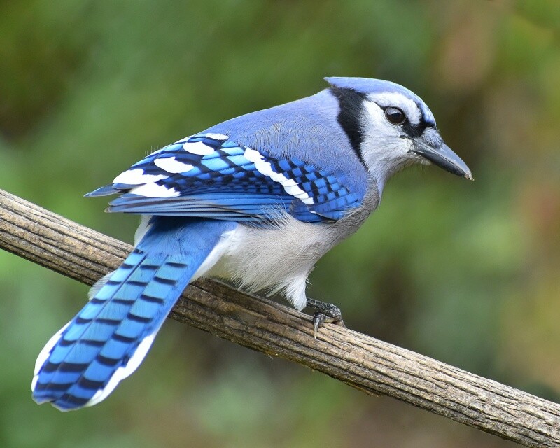 Art Photograph 8×10 Blue Jay Bird on Branch Artist Signed