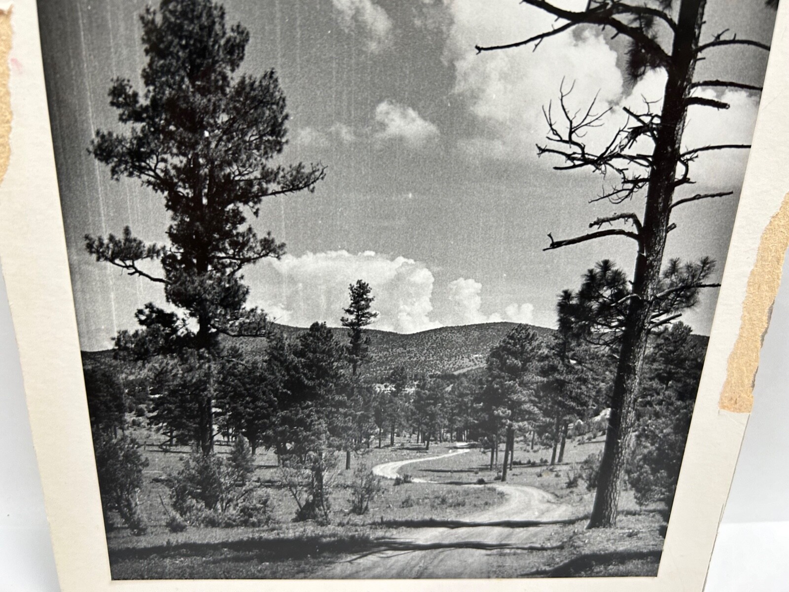 Vtg Robert Taylor New Mexico Photography Nature Landscape Photo Blk & Wht (A7)